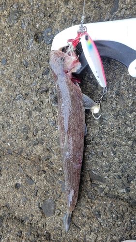 エソの釣果