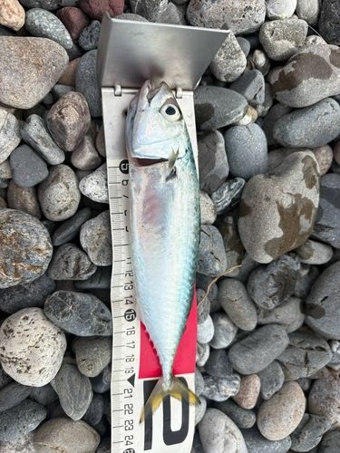 マサバの釣果
