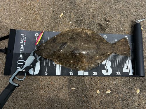 ヒラメの釣果
