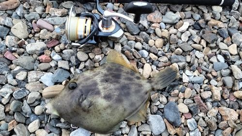 カワハギの釣果