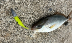 ショゴの釣果
