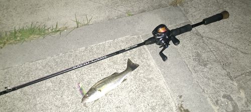 フッコ（マルスズキ）の釣果