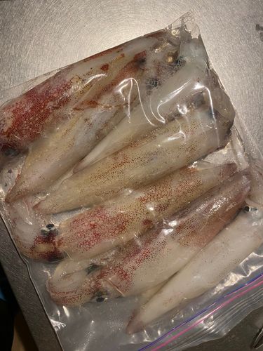 マイカの釣果