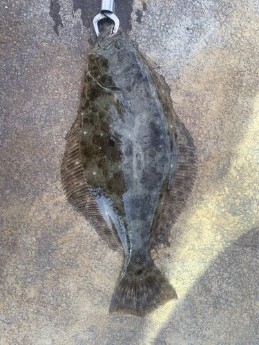 ヒラメの釣果