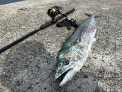 サワラの釣果
