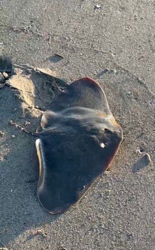 ツバクロエイの釣果