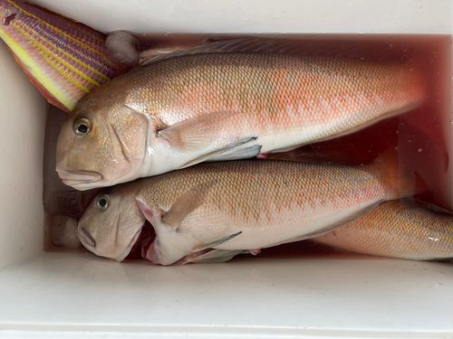 シロアマダイの釣果