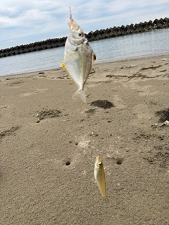 キスの釣果