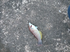 アカササノハベラの釣果