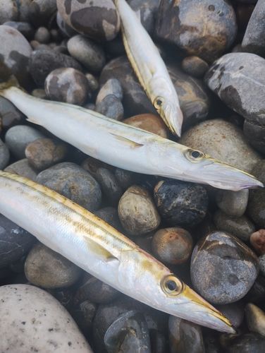 カマスの釣果