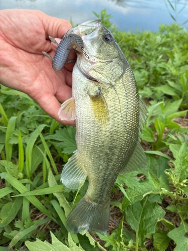 ラージマウスバスの釣果