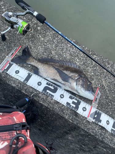 チヌの釣果