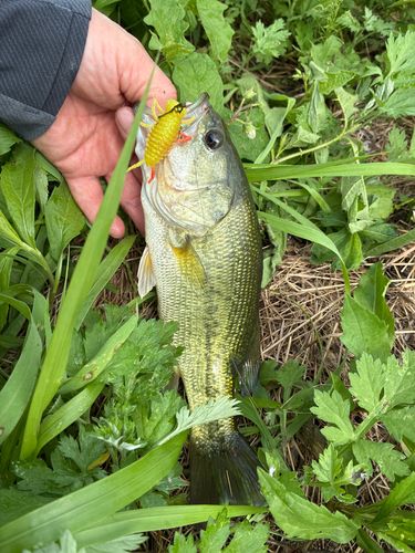 ラージマウスバスの釣果