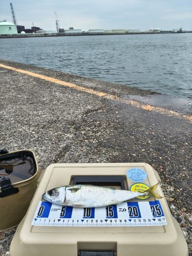 サバの釣果
