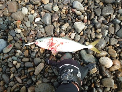 ツバスの釣果