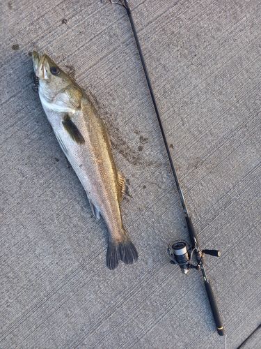 スズキの釣果
