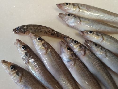 ハゼの釣果