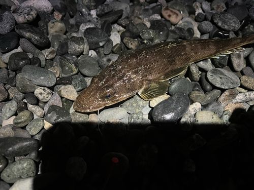 イネゴチの釣果