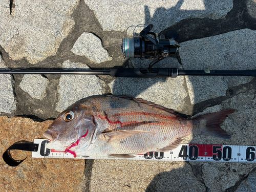 タイの釣果