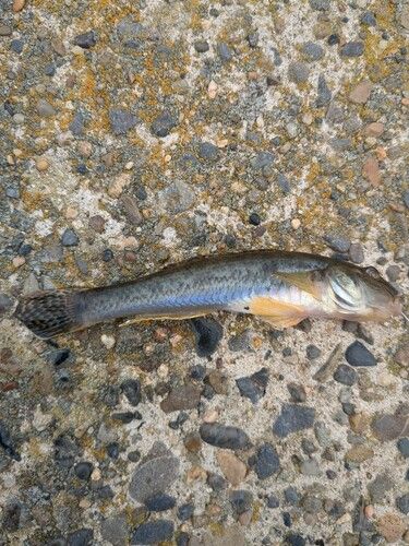 ハゼの釣果