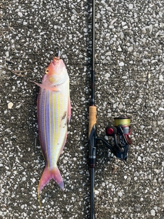 イトヨリダイの釣果