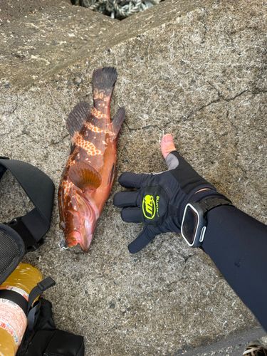 アコウの釣果