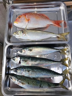 キダイの釣果