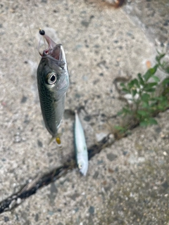 サバの釣果