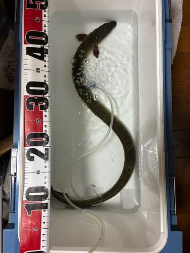 ニホンウナギの釣果
