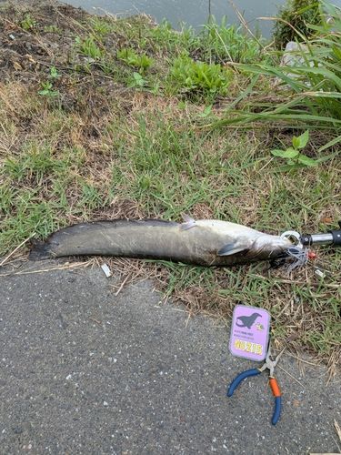 マナマズの釣果