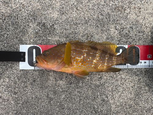 キジハタの釣果