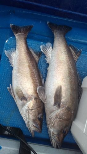 アラの釣果