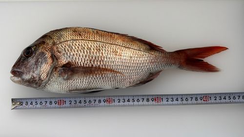 マダイの釣果