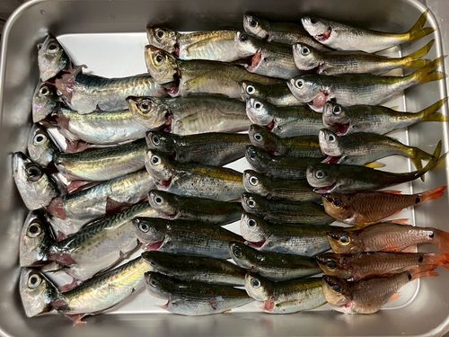 タカベの釣果