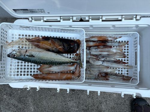 スルメイカの釣果
