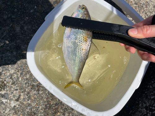 コノシロの釣果