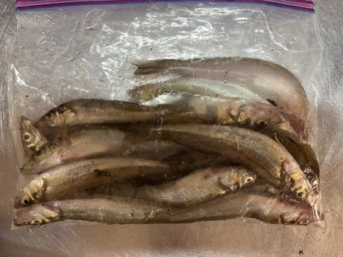 シロギスの釣果