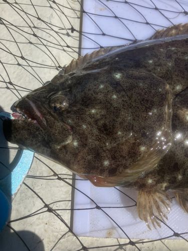 ヒラメの釣果