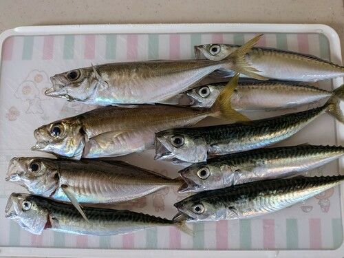 アジの釣果