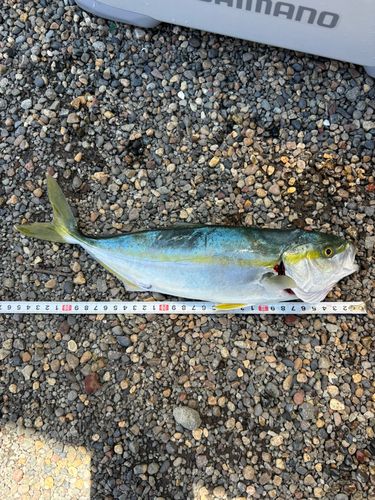 イナダの釣果