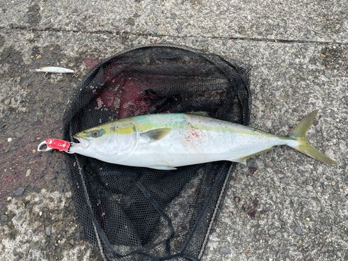 ハマチの釣果