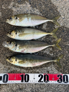 アジの釣果