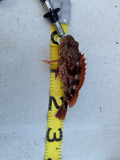 カサゴの釣果