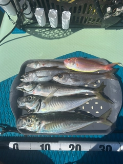 マアジの釣果