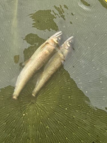 アユの釣果