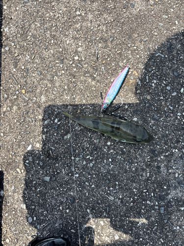 フグの釣果