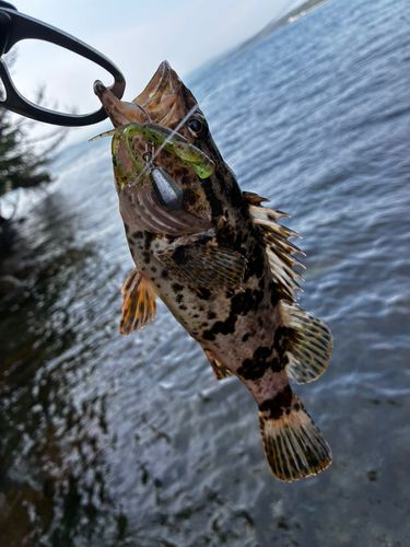 釣果