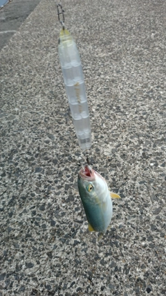 ワカシの釣果