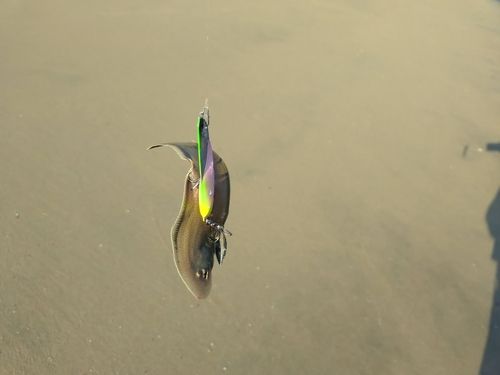 シタビラメの釣果