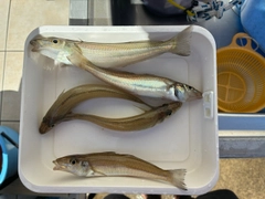 キスの釣果